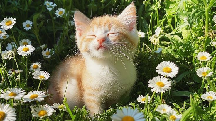 Забота о животных