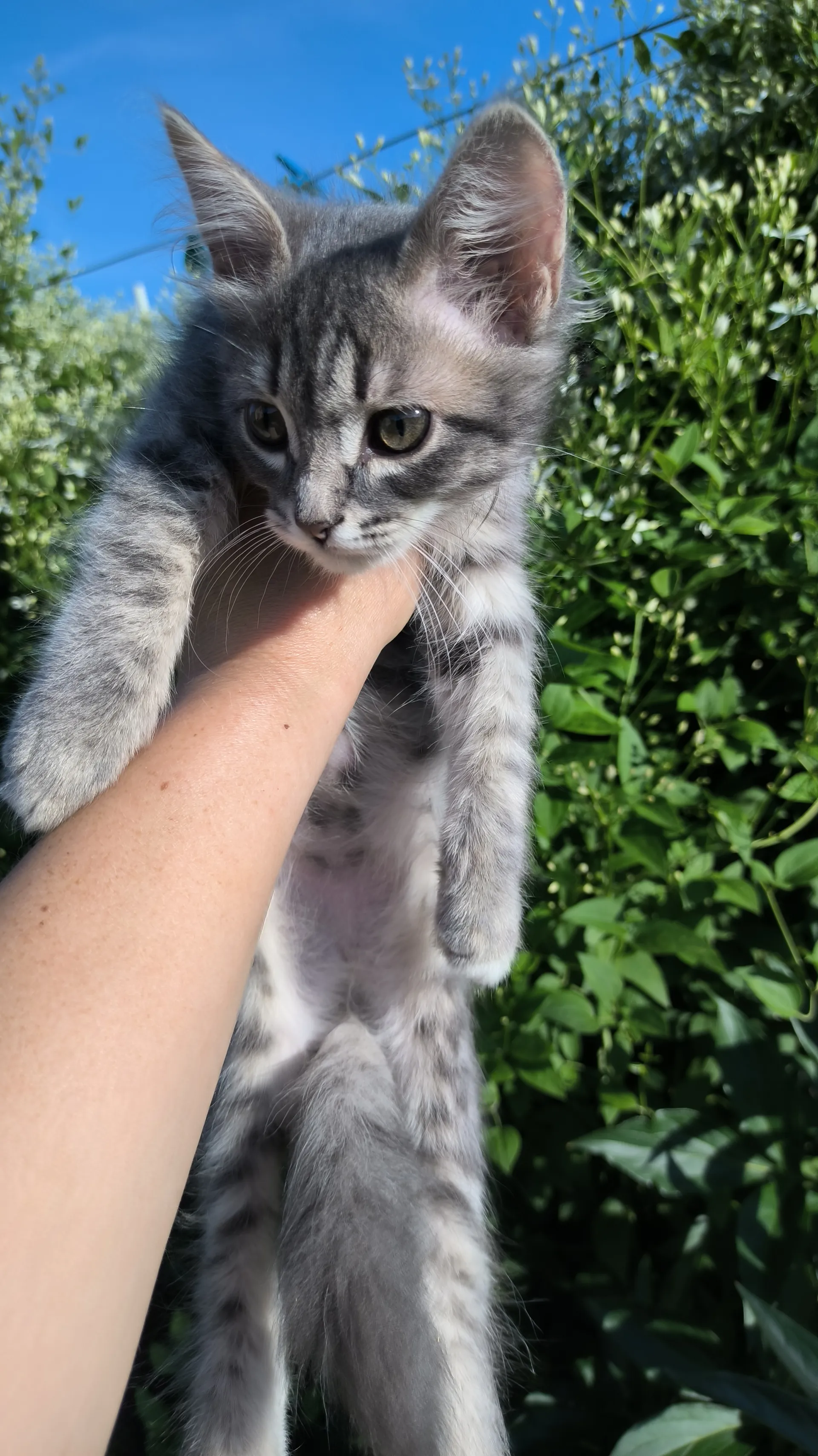 Котенок