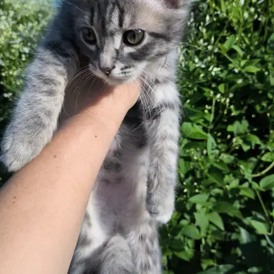 Котенок