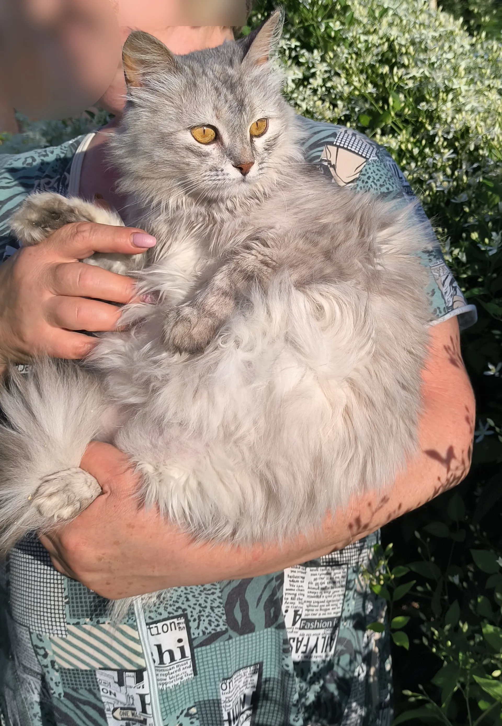 Кошка