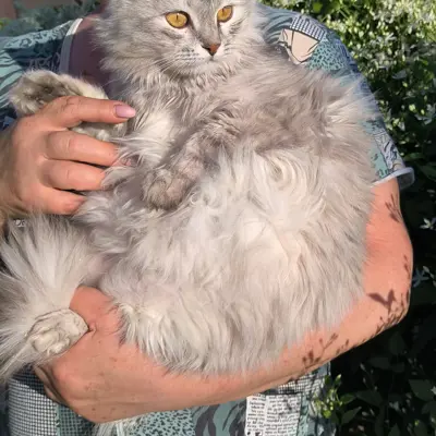 Кошка