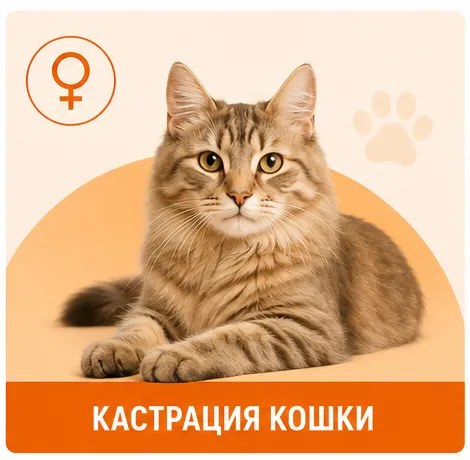 Кастрация кошки